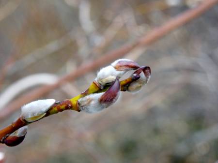 バッコヤナギの冬芽
