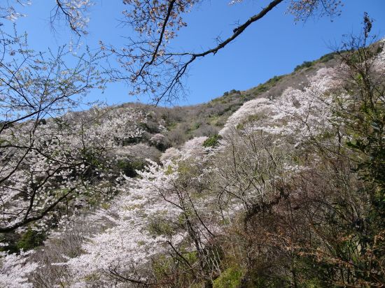 桜滝