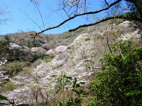 満開のサクラロード！